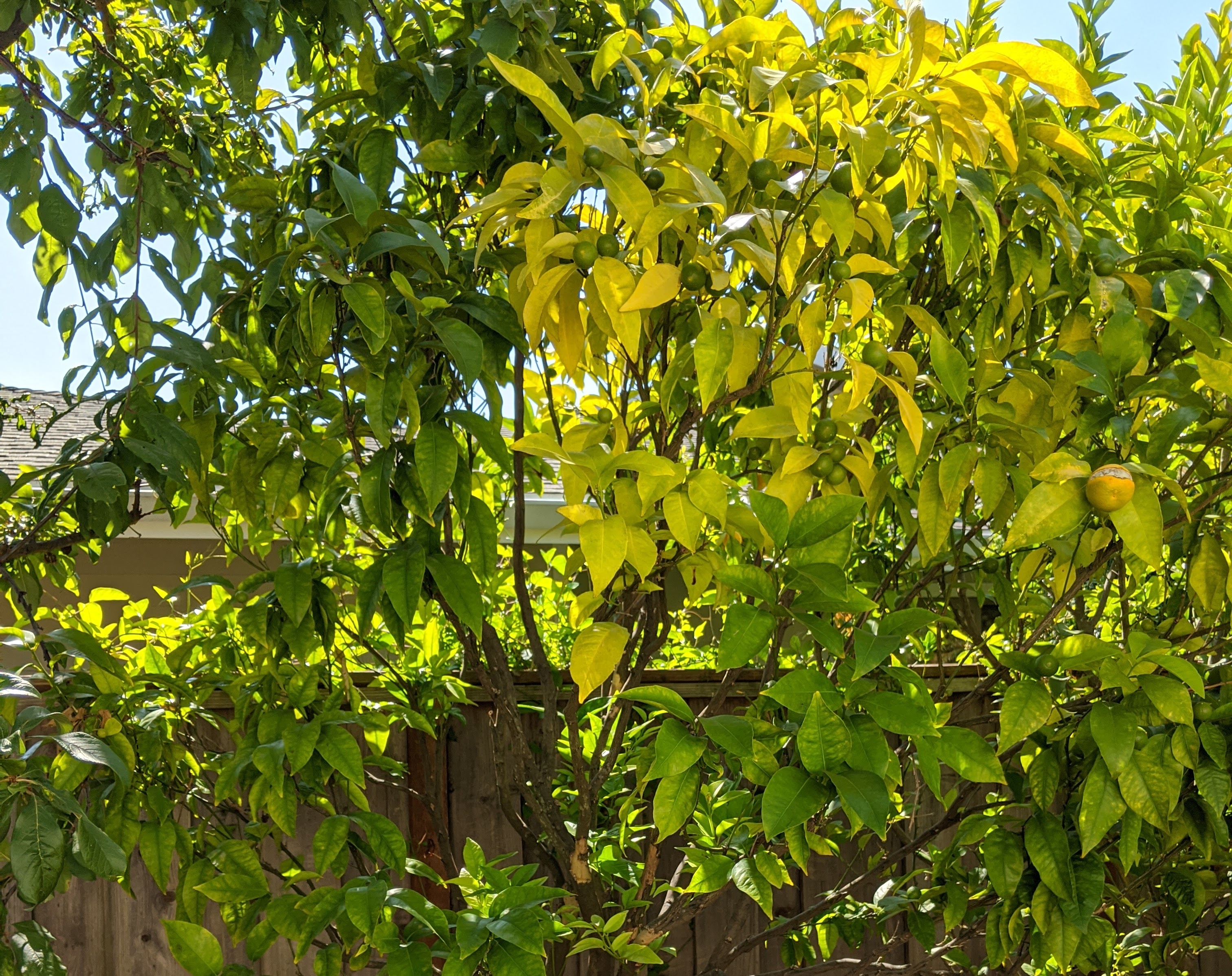 Proggy Tree Prune Buggy – An earth-conscious arborist